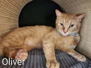 Oliver