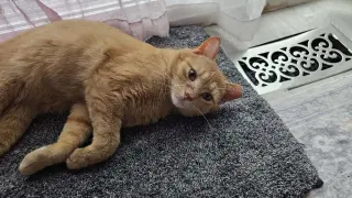Oliver