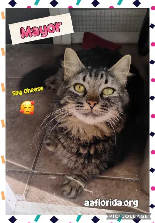 Mayor