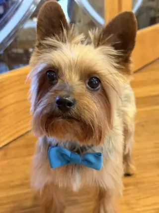 A Armani