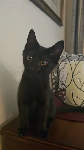 Percy