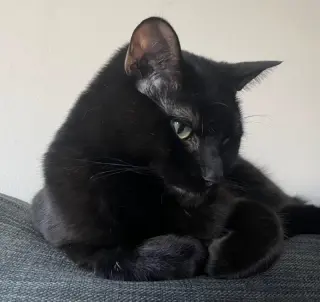Koji