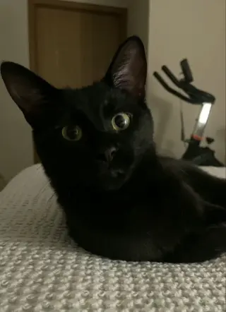 Koji