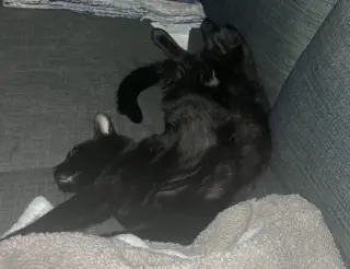 Koji