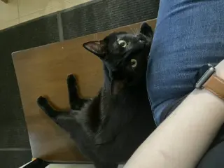 Koji