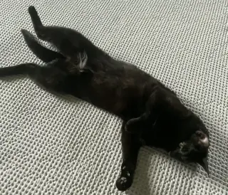 Koji