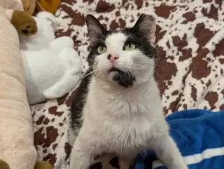 Sesame