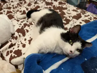 Sesame