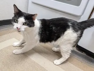 Sesame