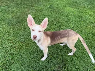 Pupiccino
