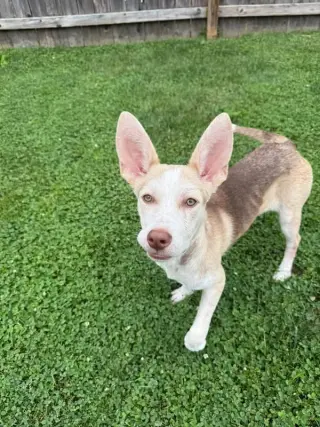 Pupiccino