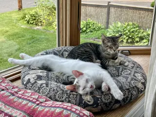 NOODLE & BEAR (bonded)
