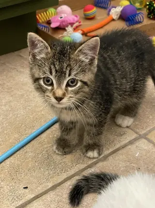 NOODLE & BEAR (bonded)