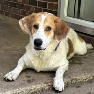 GUS - ADOPTION PENDING!