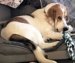 GUS - ADOPTION PENDING!