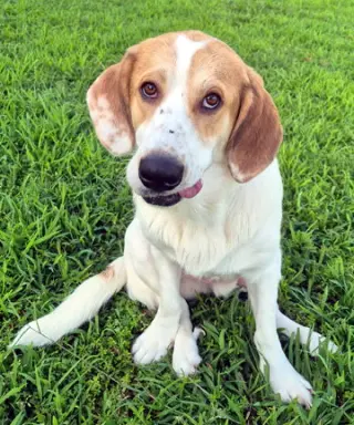 GUS - ADOPTION PENDING!