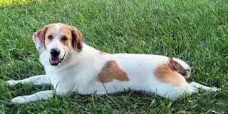 GUS - ADOPTION PENDING!