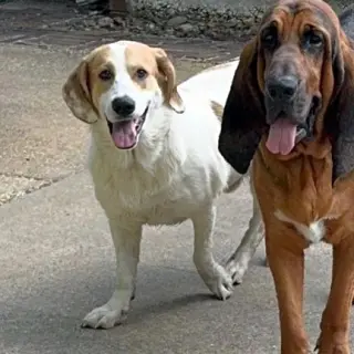 GUS - ADOPTION PENDING!