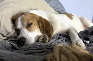 GUS - ADOPTION PENDING!