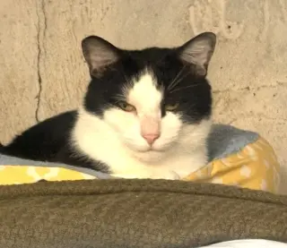 Domino