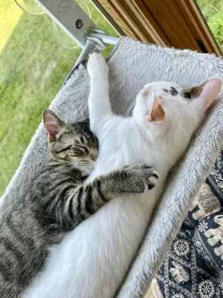 BEAR & NOODLE (bonded)