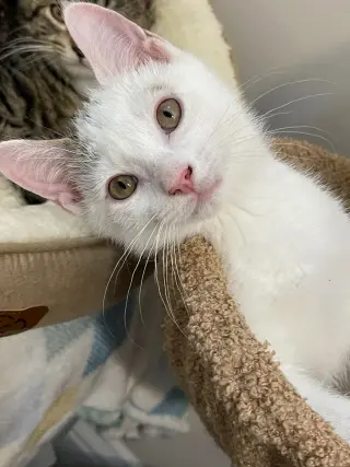 BEAR & NOODLE (bonded)