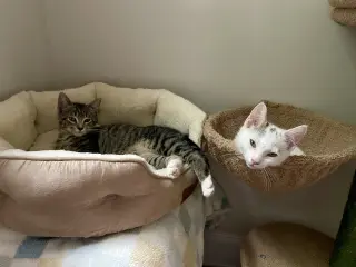 BEAR & NOODLE (bonded)