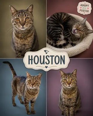 Houston (FCID# 05/28/2026 - 54 Trainer)