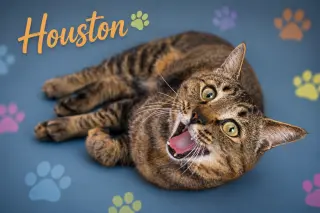 Houston (FCID# 05/28/2026 - 54 Trainer)