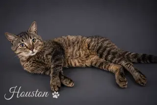 Houston (FCID# 05/28/2026 - 54 Trainer)