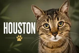 Houston (FCID# 05/28/2026 - 54 Trainer)