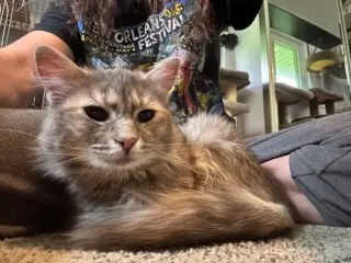 Jolene