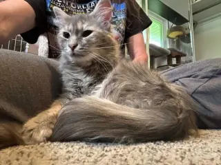 Jolene
