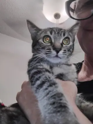 Tilly ( Kat )