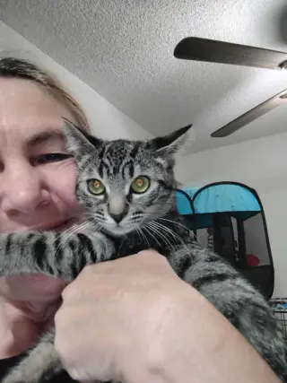 Tilly ( Kat )
