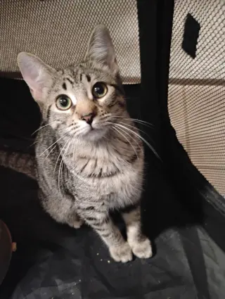 Millie ( Kat)