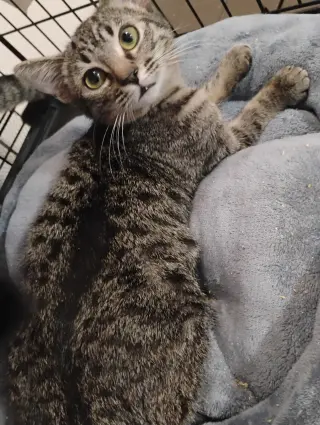 Millie ( Kat)