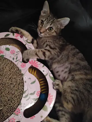 Lily ( Kat)