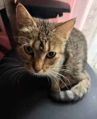 Minnie Meow