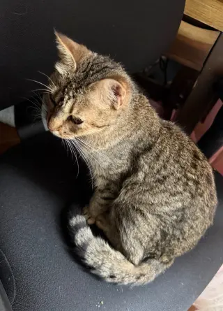Minnie Meow