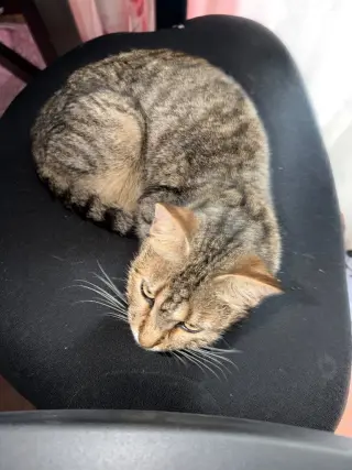 Minnie Meow