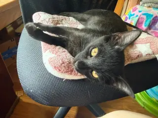 Poco