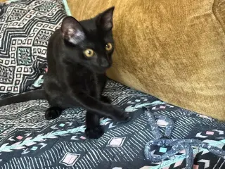 Poco