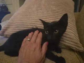 Poco