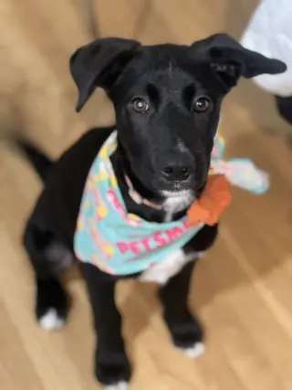 Moose