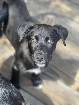 Moose