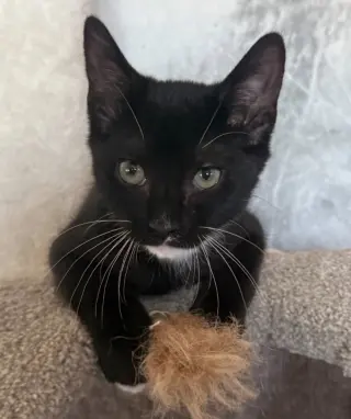 *Wonka