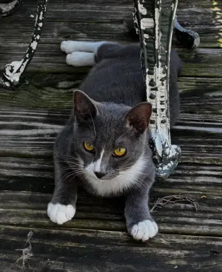 Grayson, LOVE BUG