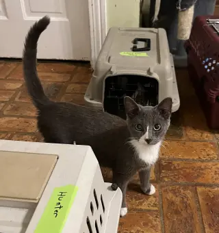 Grayson, LOVE BUG