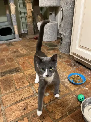 Grayson, LOVE BUG